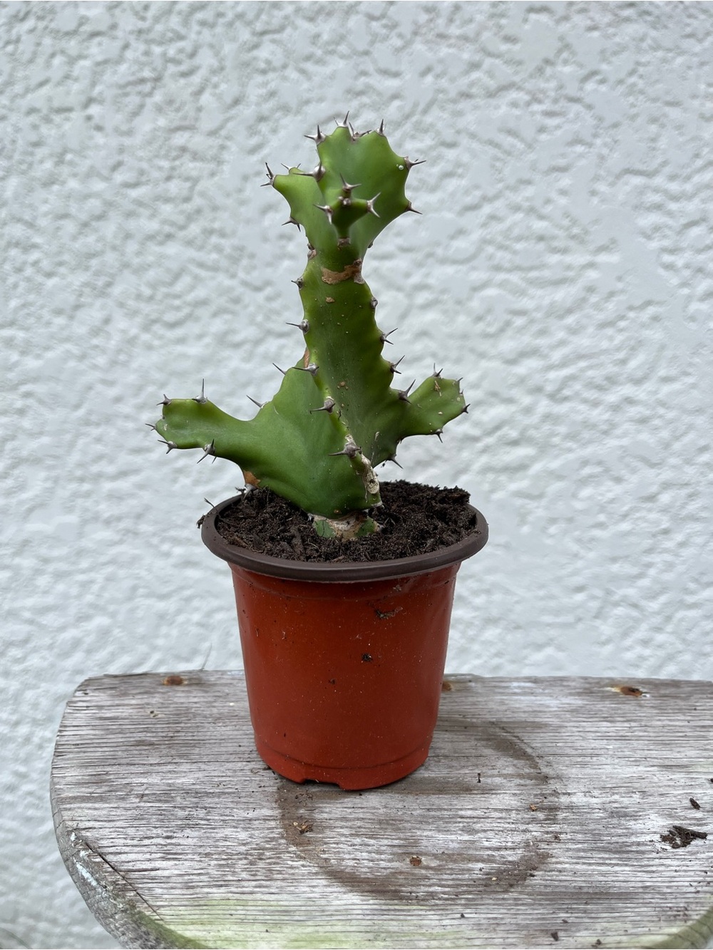 Euphorbia Spiralis Tortillus Small Green Cactus